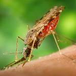 Malaria Day in the Americas